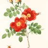 Austrian Briar Vintage Rose - NEW Paint By Numbers