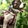 Custom Paint By Numbers​ Pets gall 2